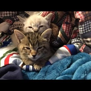 Meet your Posher, Carter